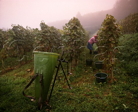 Harvesting in the morning mist in vineyards on the   slopes of the Kaiserstuhl near Vogtsburg Baden   Germany KaiserstuhlTuniberg Bereich