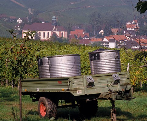 Harvest time in vineyard at Durbach Baden   Germany Ortenau