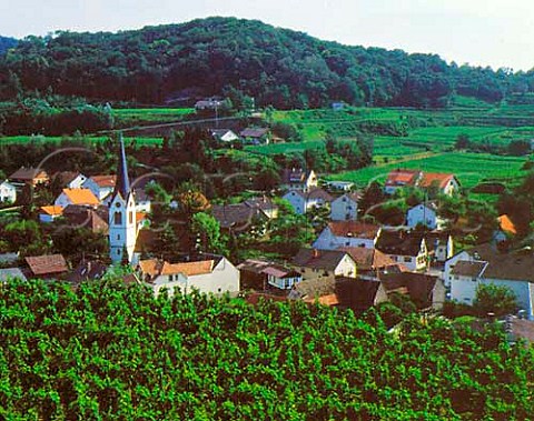 Vineyards around village of Bickensohl Baden  Germany  Kaiserstuhl