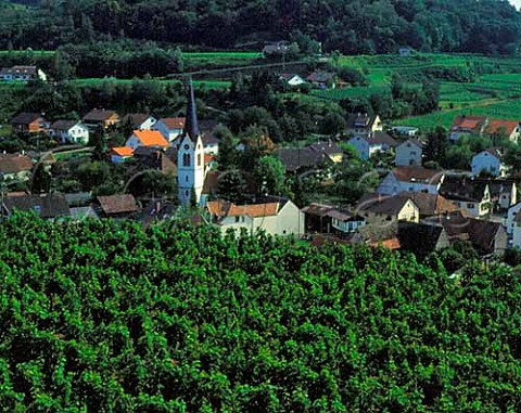 Vineyards around village of Bickensohl Baden   Germany  Kaiserstuhl