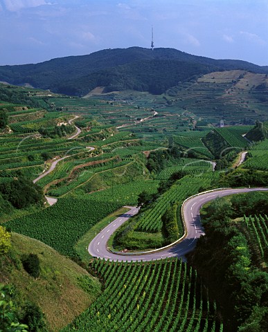 Road twisting through vineyards on the Kaiserstuhl where the hillside has been   remodelled on a massive scale to form large terraces for easier working  Baden Germany