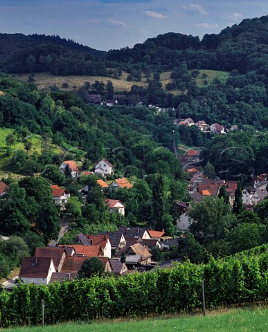 Vineyard above Unterhambach Hessen Germany Hessische Bergstrasse