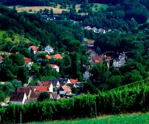 Vineyard above Unterhambach Hessen Germany   Small scale winemaking is the norm here with the   coop at nearby Heppenheim receiving over 70 of the   regions grapes     Hessische Bergstrasse
