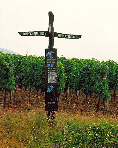 Signpost amidst vineyards between Deidesheim and   Ruppertsberg Pfalz Bereich  Mittelhaardt Deutsche   Weinstrasse