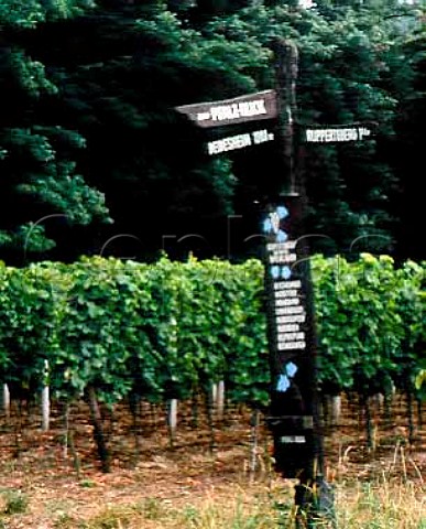 Signpost amidst vineyards between Deidesheim and   Ruppertsberg Pfalz Germany   Bereich  Mittelhaardt Deutsche Weinstrasse