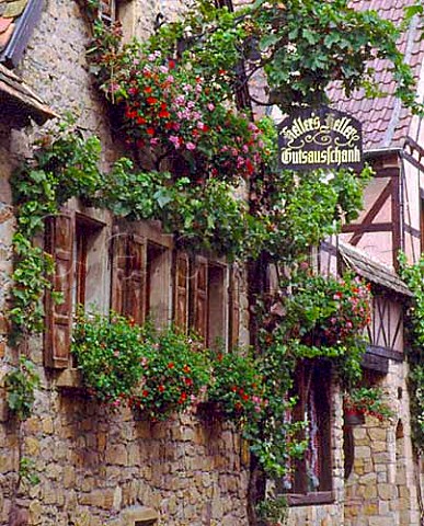 Geranium and vine covered front of Kellers Keller   in Ruppertsberg Pfalz