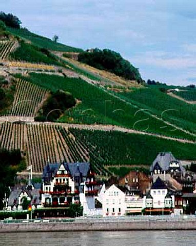 View across the Rhine to Assmannshausen with   Hollenberg vineyard behind The village is unusual in   this area for being famous only for red wine    a pale Pinot Noir  Germany    Rheingau