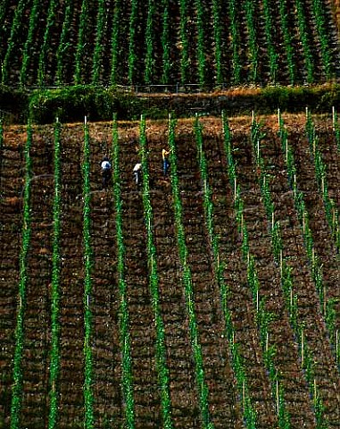 Men working in steep vineyard above the town of   Bacharach Germany     Mittelrhein