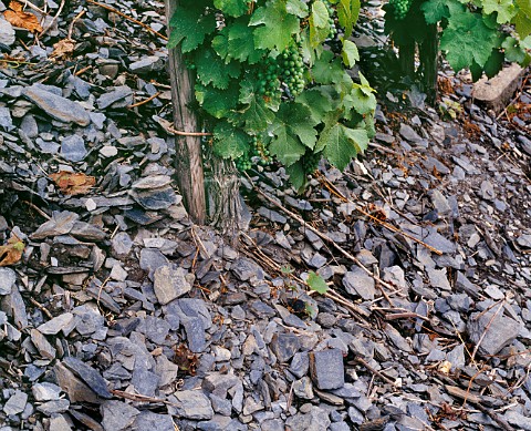 Slate soil of Riesling vineyard Mosel  Germany