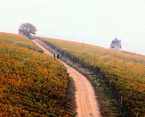 Strolling through the vineyards of the   Rauenthaler Berg on a misty autumn morning    Rauenthal Germany     Rheingau