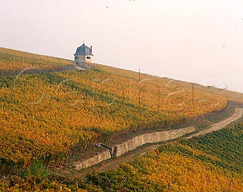 Vineyards of the Rauenthaler Berg on a misty autumn   morning Rauenthal Germany  Rheingau