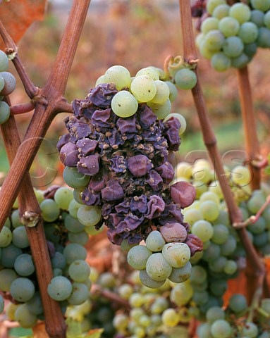 Noble Rot on Riesling grapes in the   Schlossberg vineyard of Schloss Vollrads   Winkel Germany   Rheingau