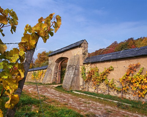 In the walled Steinberg vineyard of Kloster   Eberbach Hattenheim Germany Rheingau