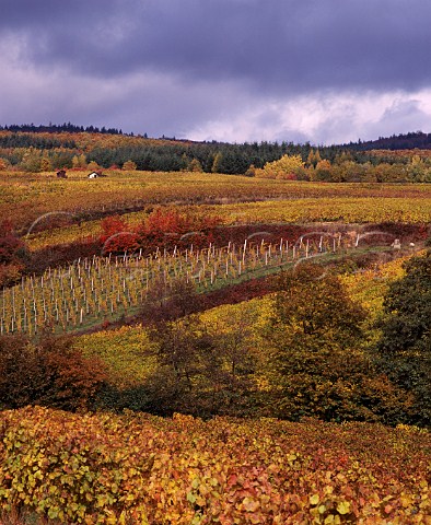 View over the Klosterberg vineyard above Oestrich   Germany  Rheingau