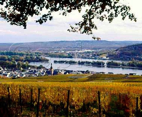 View over Bischofsberg and Rosengarten vineyards to   Rdesheim and the Rhine Germany   Rheingau