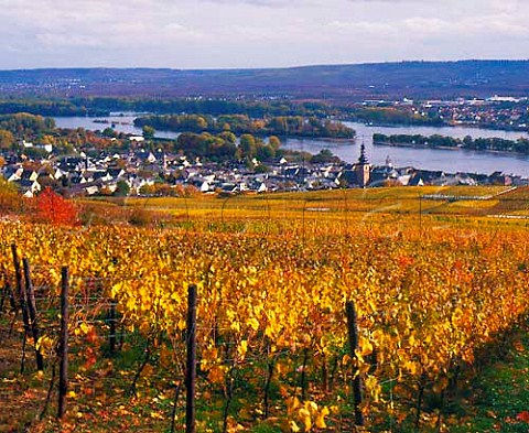 View over Bischofsberg and Rosengarten vineyards to   Rdesheim and the Rhine Germany   Rheingau