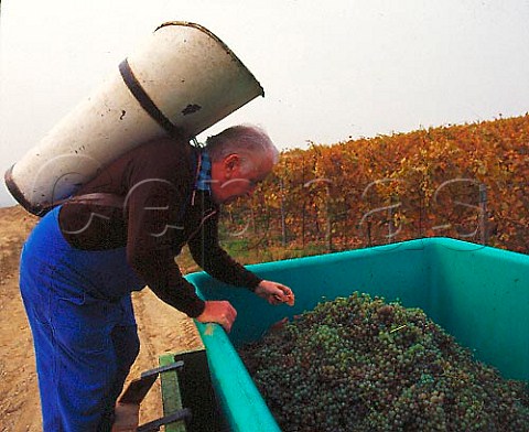 Harvesting Riesling grapes on the Rauenthaler Berg   Rauenthal Germany Rheingau