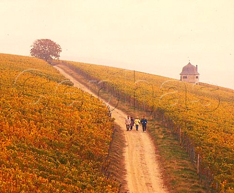 Strolling through the vineyards of the Rauenthaler   Berg on a misty autumn morning    Rauenthal Germany  Rheingau