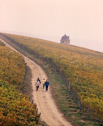 Walking through the vineyards of the   Rauenthaler Berg on a misty autumn morning Rauenthal Germany  Rheingau
