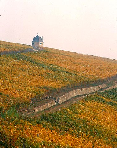 Vineyards of the Rauenthaler Berg on a misty autumn   morning Rauenthal Germany  Rheingau