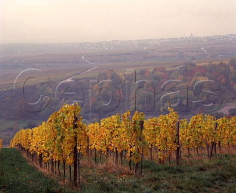 Autumn mist in the Steinberg vineyard of   Kloster Eberbach above the Rhine Valley at Hattenheim Germany     Rheingau