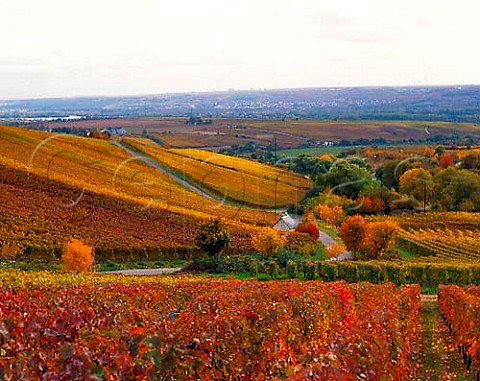 View eastwards over the Hendelberg vineyard at   Hallgarten At around 300 metres it is one of the   highest in the Rheingau   Germany