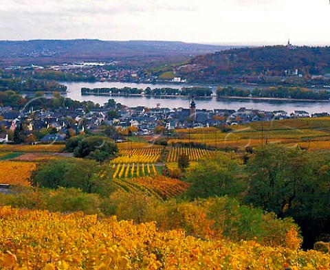 View from Drachenstein vineyard over Bischofsberg   and Rosengarten vineyards to Rdesheim and the Rhine   Germany    Rheingau