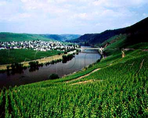 Trittenheim and the Mosel viewed over the   Klostergarten vineyard  Germany Mosel