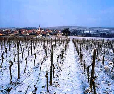 Snow covered vineyards around Gocklingen Germany    Sud Pfalz