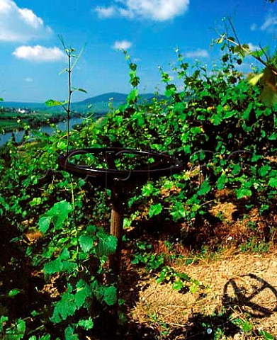 Triererrad trained vines devised by Dr Slamka of Trier University in Braunerberger Juffer vineyard of Wolfgang Kohl Brauneberg Germany   Mosel