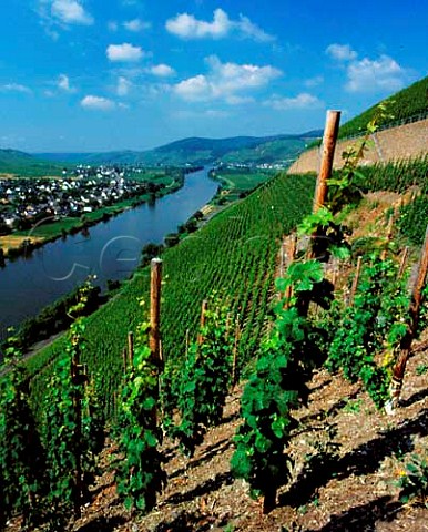 Brauneberger Juffer vineyard with the village of Brauneberg on the far side of the Mosel Germany       Mosel