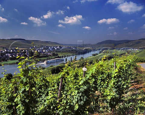 Brauneberger Juffer vineyard of Max Ferd Richter with the village of Brauneberg across the River Mosel Germany Mosel