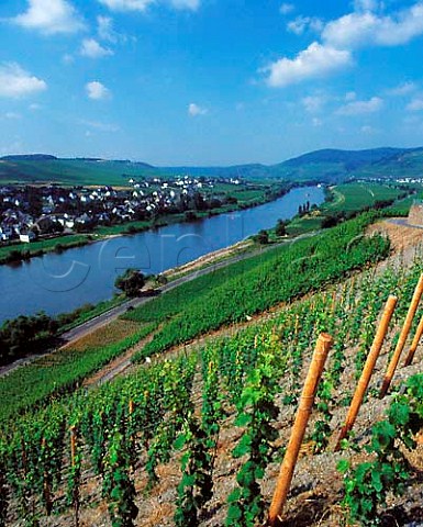 Brauneberger Juffer vineyard with the village   of Brauneberg on the far side of the Mosel Germany    Mosel