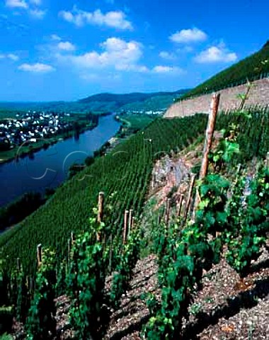 Brauneberger Juffer vineyard with the village   of Brauneberg on the far side of the Mosel   Germany     Mosel