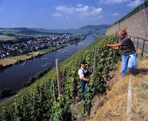 Tying up Riesling vines in July in the   Brauneberger Juffer vineyard Brauneberg Germany    Mosel