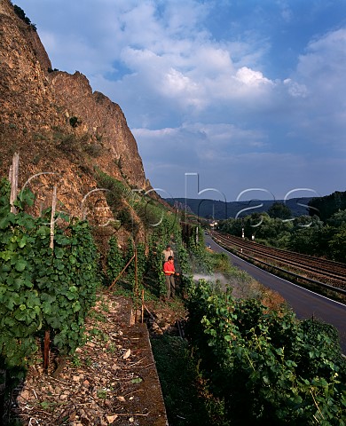 Spraying vines in the Traiser Bastei vineyard at the foot of the Rotenfels cliff Bad Munster Germany Nahe