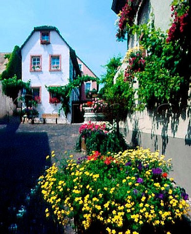 Flower tubs in Nierstein Germany Rheinfront    Rheinhessen