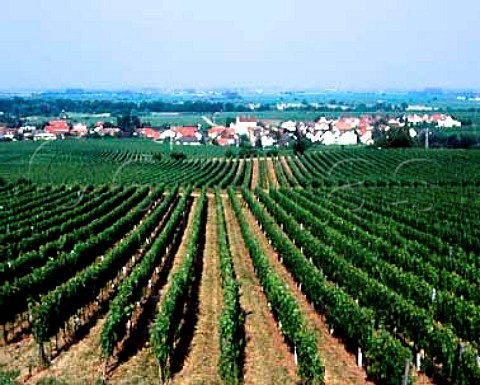 Forst an der Weinstrasse viewed over the Ungeheuer   vineyard Germany    Pfalz