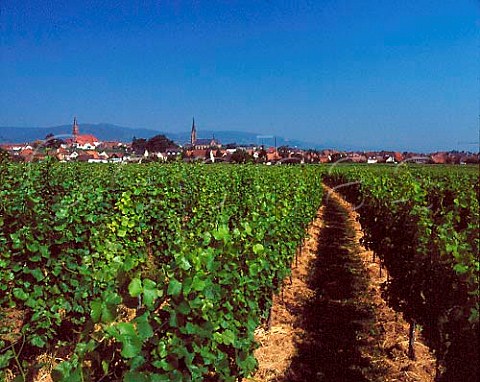 Vineyard at Edenkoben Germany Pfalz