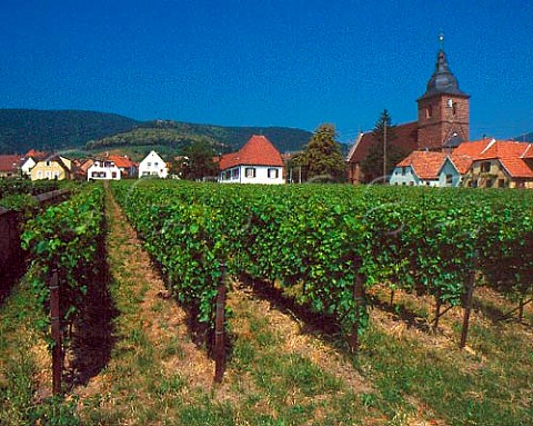 Vineyard by the church at Burrweiler Pfalz   Germany   Sudpfalz