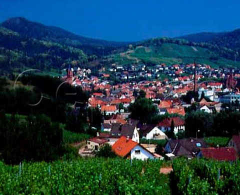 Vineyards around the town of Albertsweiler in the   foothills of the Haardt Mountains Germany    Sudpfalz