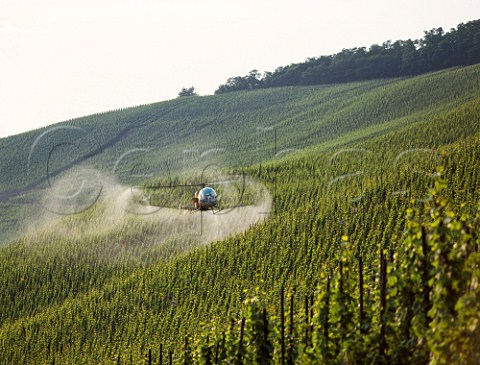 Spraying vineyards by helicopter BernkastelKues  Germany    Mosel