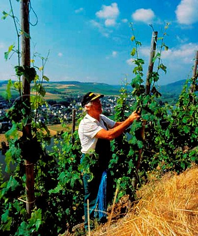 Tying up Riesling vines in July in the Brauneberger Juffer vineyard Brauneberg Germany    Mosel
