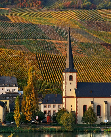 St Michaels Church below the Goldtrpfchen and Falkenberg vineyards Piesport Germany Mosel