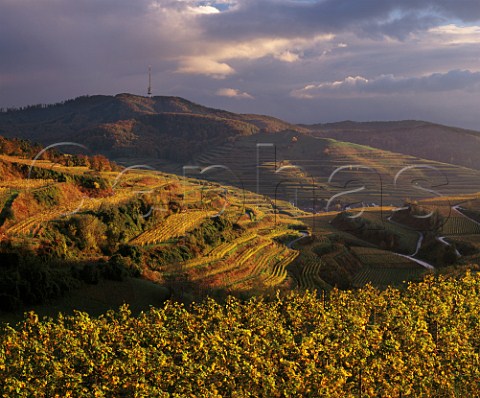 Terraced vineyards on the Kaiserstuhl above   Oberbergen Baden Germany Grosslage Vulkanfelsen