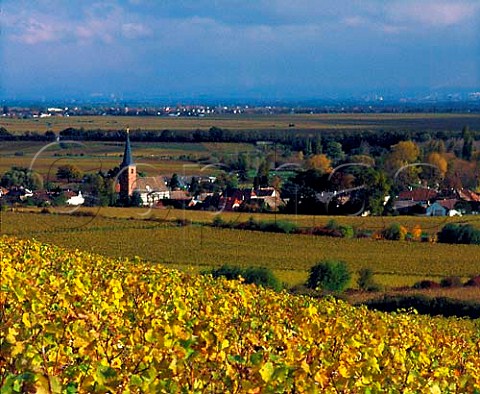 View from the Ungeheuer vineyard above village of   Forst Pfalz Germany   Pfalz