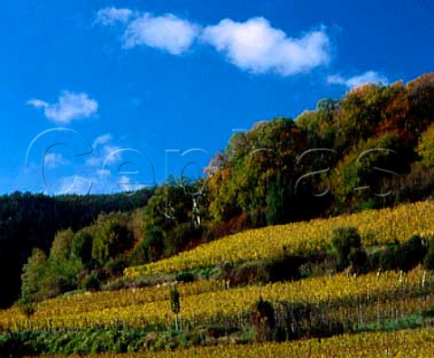 Autumnal vineyards near the tree line on the slopes   above Forst Pfalz Germany Grosslage Mariengarten