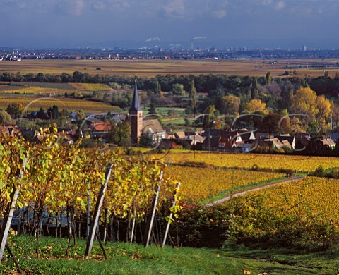 View from the Ungeheuer vineyard to the Freundstck and Kirchenstck vineyards at Forst with the Rhine Valley in distance   Pfalz Germany    