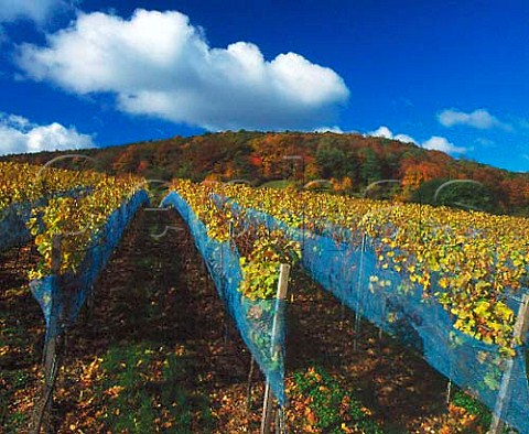 Nylon netting protects Riesling grapes from the   birds as they become shrivelled by botrytis here in   early November in the Ungeheuer vineyard at Forst    Germany  Pfalz