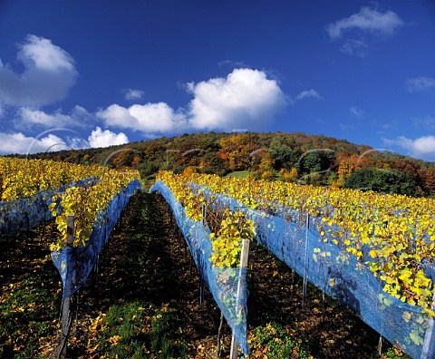 Nylon netting protecting Riesling grapes from birds as they become shrivelled by botrytis early November in the Ungeheuer vineyard Forst Pfalz Germany     